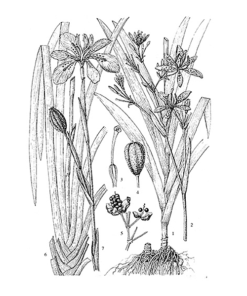 Natural compounds from  Belamcanda chinensis